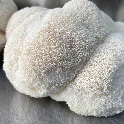 Lions Mane Mushrooms (Hericium Erinaceus)