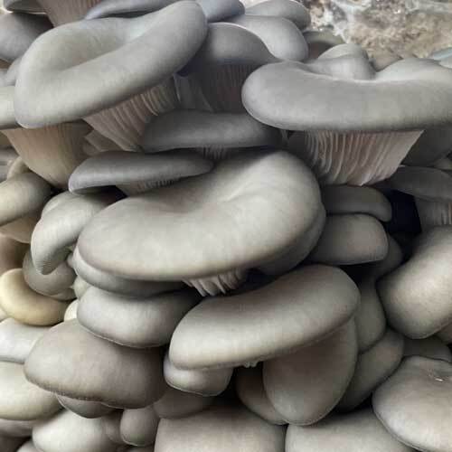 King Blue Oyster Mushrooms